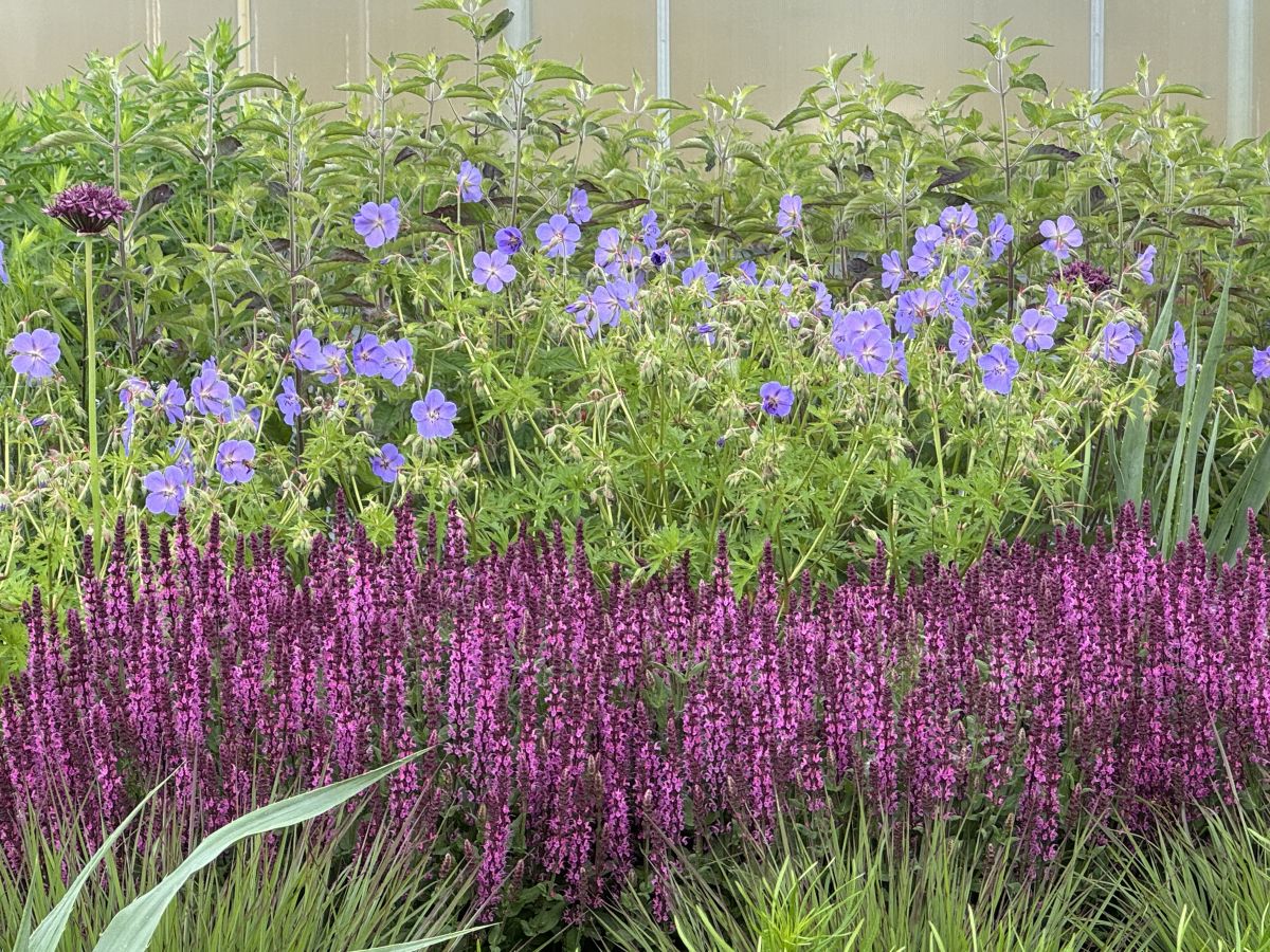 Salvia 'Sixteen Candles'